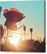 Poppies At Sunset Canvas Print