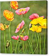 Poppies Blooming Canvas Print