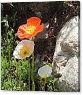 Poppies In The Sun Canvas Print