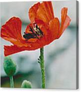 Poppy - 1 Canvas Print