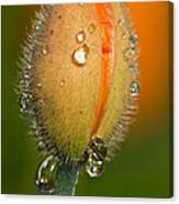 Poppy Drops Canvas Print