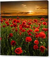 Poppy Field At Sunset Canvas Print