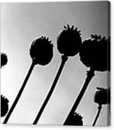 Poppy Heads Canvas Print