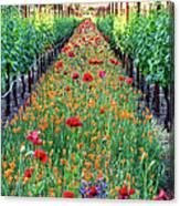 Poppy Lined Vineyard Canvas Print