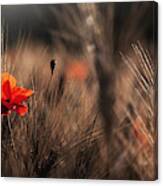 Poppy With Corn Canvas Print