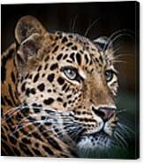 Portrait Of A Leopard Canvas Print