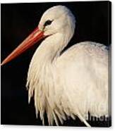 Portrait Of A Stork With A Dark Background Canvas Print