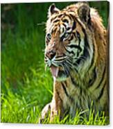 Portrait Of A Sumatran Tiger Canvas Print