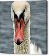 Portrait Of A Swan Canvas Print