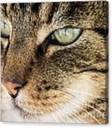 Portrait Of A Tabby Cat Canvas Print