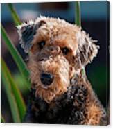 Portrait Of An Airedale Terrier Canvas Print