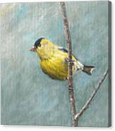 Portrait Of An American Goldfinch Canvas Print