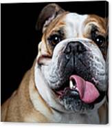 Portrait Of An English Bulldog Canvas Print