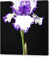 Portrait Of An Iris Canvas Print