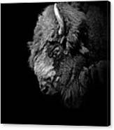 Portrait Of Buffalo In Black And White Canvas Print