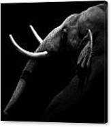 Portrait Of Elephant In Black And White Canvas Print