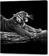 Portrait Of Tiger In Black And White Canvas Print