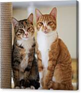 Portrait Of Two Young Cats Canvas Print