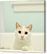 Portrait Of White Cat Canvas Print