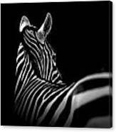 Portrait Of Zebra In Black And White Ii Canvas Print