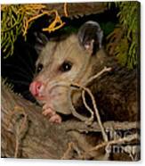 Possum Portrait Canvas Print