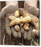 Potato Harvest Canvas Print