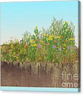Prairie Plants Succession, Illustration Canvas Print