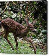 Prancer Is Here Canvas Print