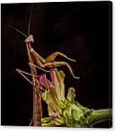 Praying Mantis Atop Zinnia Canvas Print