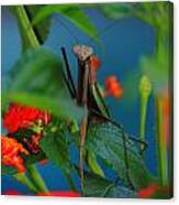 Praying Mantis Canvas Print