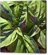 Pre Pesto Plant Canvas Print