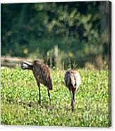 Preening Crane Canvas Print