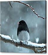 Pretty Junco Canvas Print