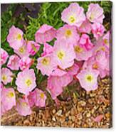 Pretty Pink Rock Roses In The Rain Canvas Print