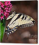 Pretty Swallowtail On Pentas Canvas Print