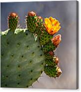 Prickly Pear Cactus Flower Canvas Print