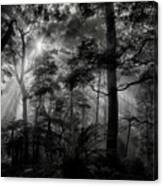 Primary Forest Canvas Print