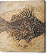 Priscacara Fish Fossil Canvas Print