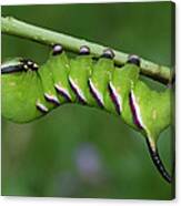 Privet Hawk Moth Caterpillar Switzerland Canvas Print