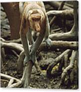 Proboscis Monkey Borneo Canvas Print