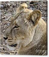 Profile Of A Lion Canvas Print