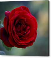 Profile Of A Red Rose Canvas Print