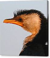 Profile Of A Young Cormorant Canvas Print