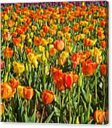Profusion Of Tulips Biltmore Estate Nc Canvas Print