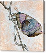 Promethea Moth Canvas Print