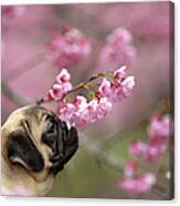 Pug With Sakura Canvas Print