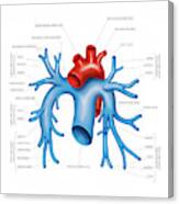 Pulmonary Arteries Canvas Print
