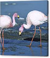 Puna Flamingo Feeding In Laguna Canvas Print