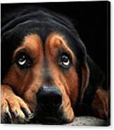 Puppy Dog Eyes Canvas Print