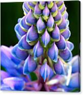 Purple And Green Canvas Print